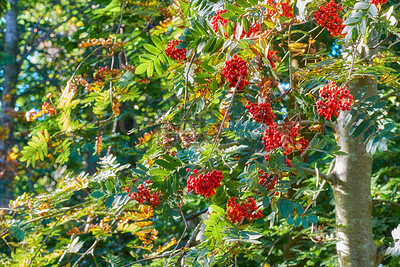 Buy stock photo European mountain ash tree growing outside in a park or forest on a sunny day. Branches with green leaves and red clustered fruit in nature. Sorbus aucuparia plant growing ina botanical garden 