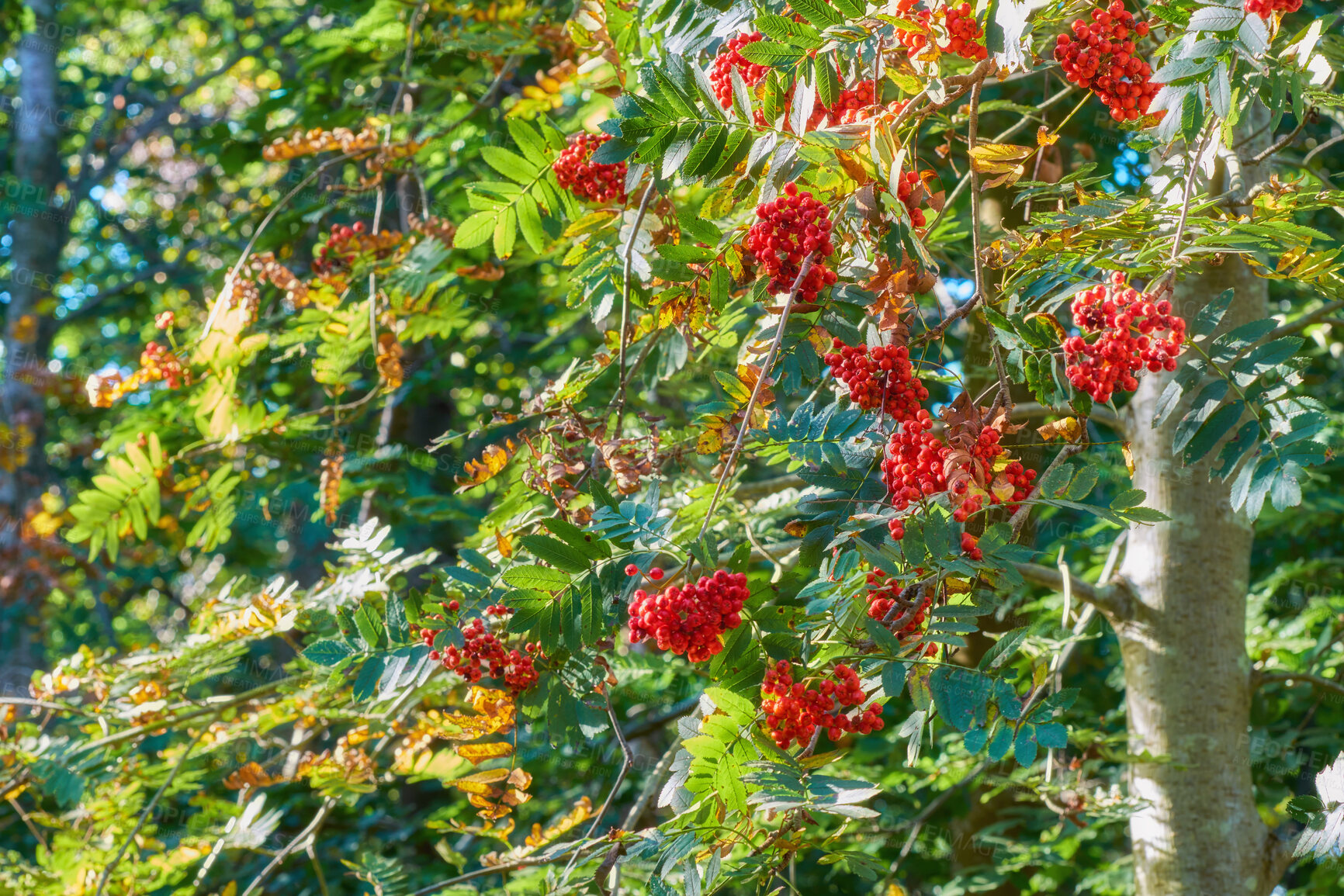 Buy stock photo European mountain ash tree growing outside in a park or forest on a sunny day. Branches with green leaves and red clustered fruit in nature. Sorbus aucuparia plant growing ina botanical garden 