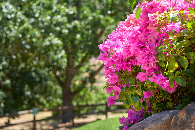 Buy stock photo Pink bougainvillea flower bush in a lush green garden on a sunny day outside in nature. Landscape of beautiful bugambilia with green trees and grass in the background of amazing botanical gardening