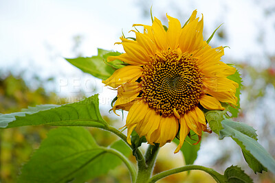 Buy stock photo A series of beautiful garden photos