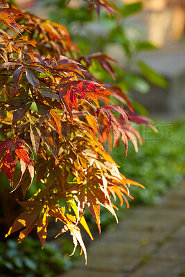 Buy stock photo Colorful red and brown leaves from a tree or bush growing in a garden. Closeup of acer palmatum or japanese maple from the soapberry species of plants blooming and blossoming in nature during spring