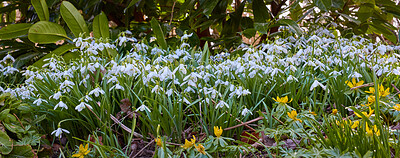 Buy stock photo A series of beautiful garden photos