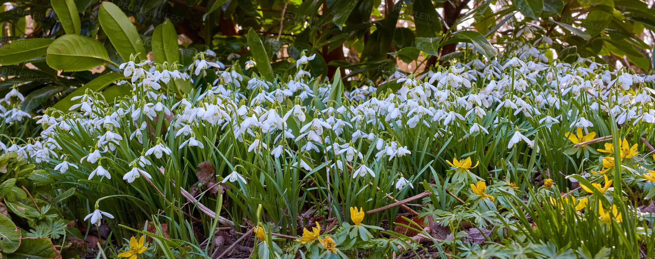 Buy stock photo A series of beautiful garden photos