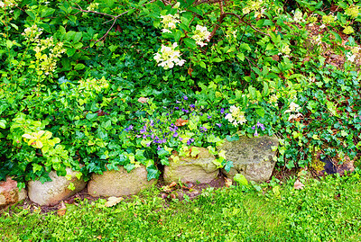 Buy stock photo Colorful purple flowers growing in a garden. Beautiful campanula poscharskyana or serbian bellflowers with vibrant petals and lush foliage blooming and blossoming in nature on a sunny day in spring