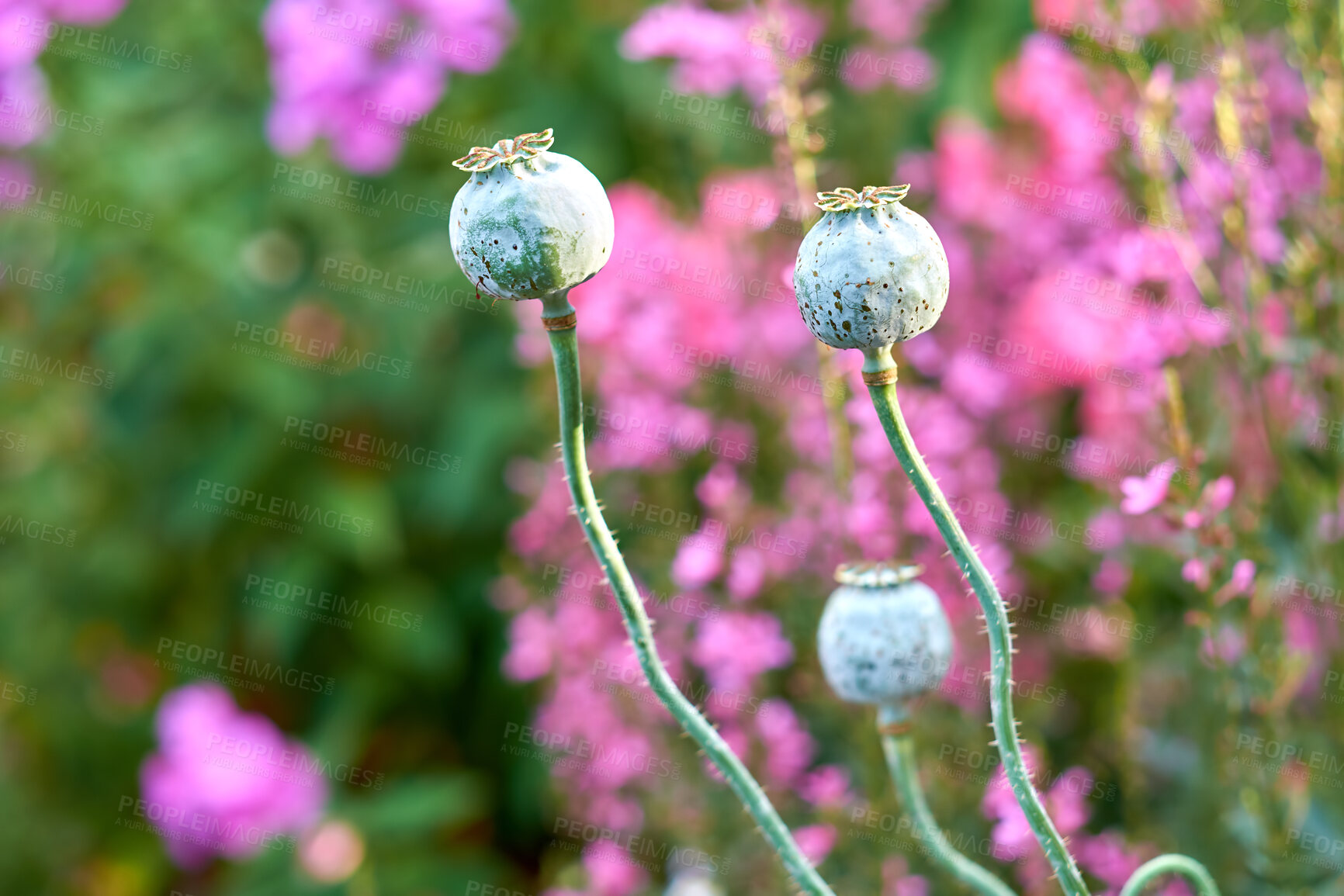 Buy stock photo A series of beautiful garden photos