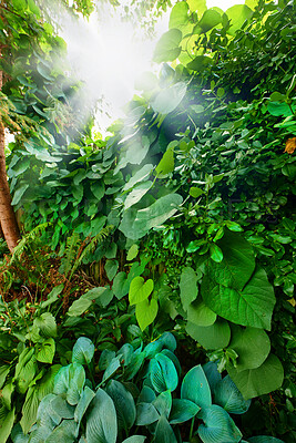 Buy stock photo Closeup of tropical plants and greenery growing outside in a rainforest. Lush green overgrown wilderness thriving outdoors. Native wild nature in a mysterious and magical green natural ecosystem