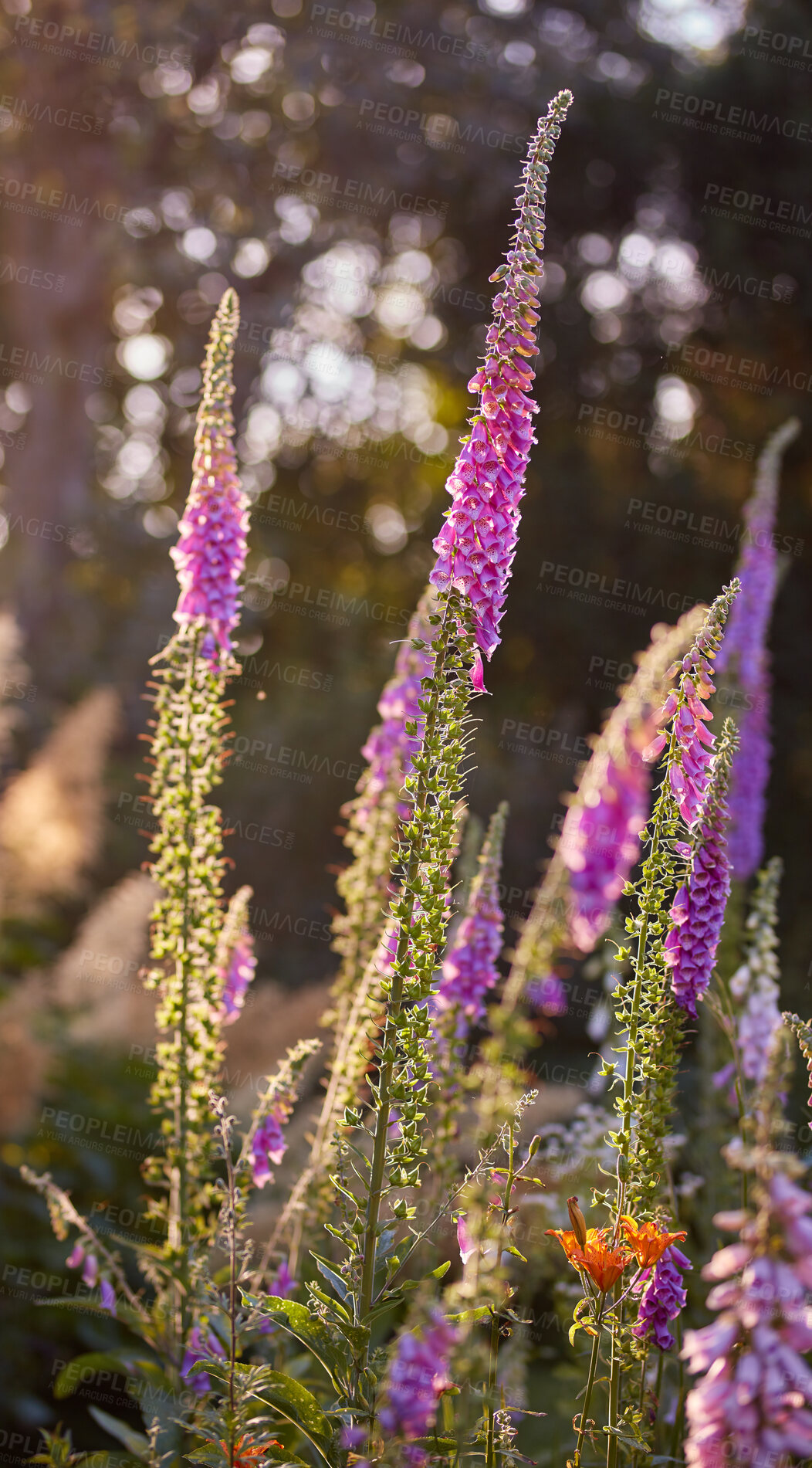 Buy stock photo Colorful Foxglove flowers growing in an ecological nature garden. Closeup of beautiful lush organic forest plant, foliage with vibrant petals blooming and blossoming on a sunny day in spring