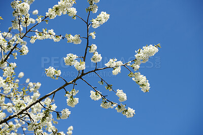 Buy stock photo Closeup of Sweet Cherry blossoms on a branch against a blue clear sky background. Small white flowers growing in a peaceful forest with copy space. Macro details of floral patterns and textures