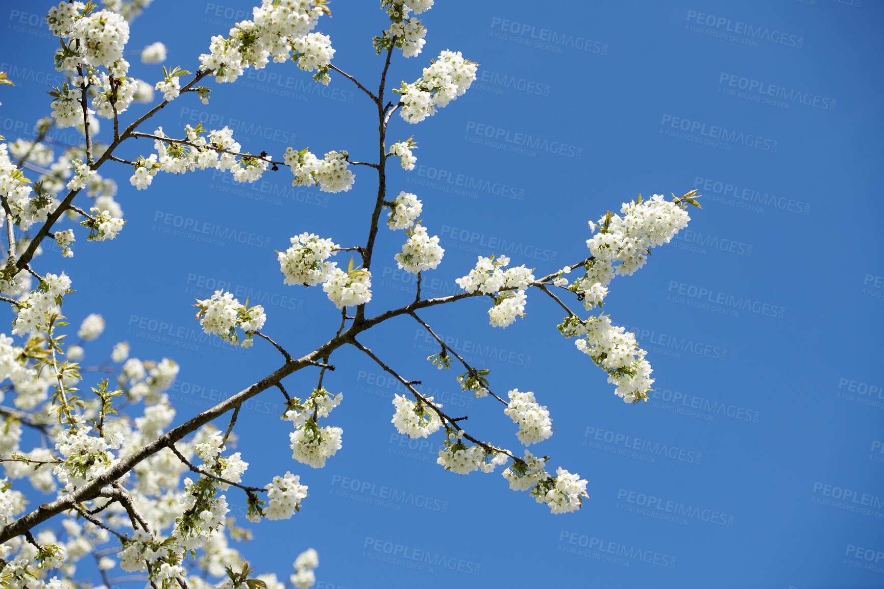 Buy stock photo Closeup of Sweet Cherry blossoms on a branch against a blue clear sky background. Small white flowers growing in a peaceful forest with copy space. Macro details of floral patterns and textures