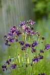 Beautiful flowers in my garden
