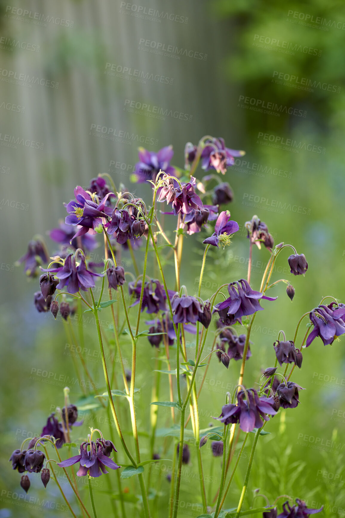 Buy stock photo A series of beautiful garden photos