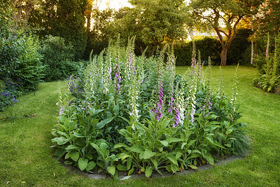 Buy stock photo Many colorful foxgloves growing in a green garden against a soft sunset. Flowers growing in peaceful harmony in a quiet, beautiful backyard. Lush shrub with tall shoots adding zen, calm beauty