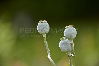 Buy stock photo Closeup of green opium poppy plants growing against a bokeh copy space in a lush green home garden for seeds used on bread and cooked food. Papaver somniferum in horticulture and cultivation backyard