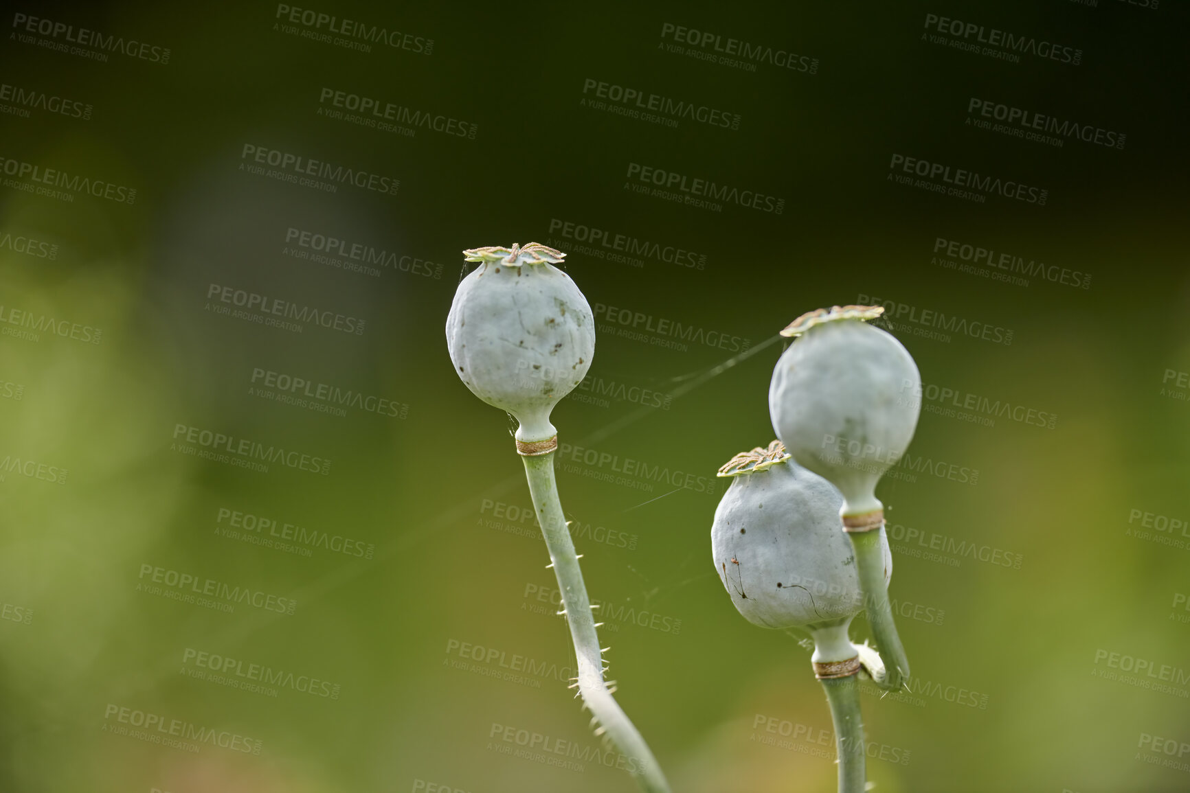 Buy stock photo Closeup of green opium poppy plants growing against a bokeh copy space in a lush green home garden for seeds used on bread and cooked food. Papaver somniferum in horticulture and cultivation backyard