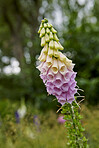 Beautiful flowers from my garden