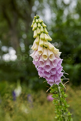 Buy stock photo A series of beautiful garden photos