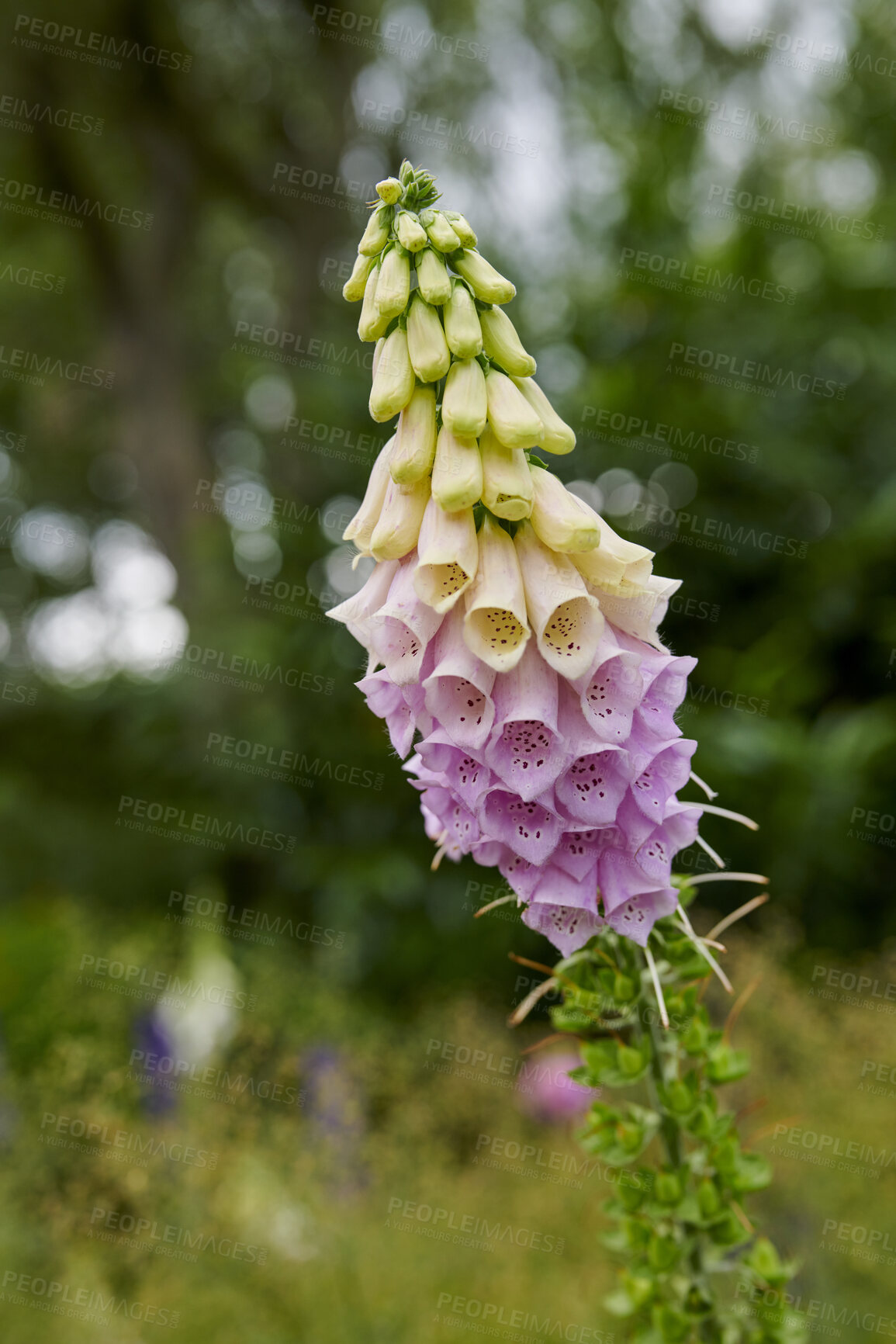 Buy stock photo A series of beautiful garden photos