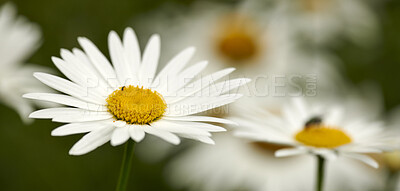 Buy stock photo Closeup of one daisy flower growing in a backyard garden against a green nature background. White flowering plant blooming in a park outside in spring. Flora blossoming in the meadow on a sunny day