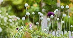 Globe Thistle flowers