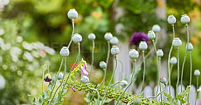 Buy stock photo Blue Globe Thistle Flowers, known as Echinops and stalwart perennial. Latin: Echinops exaltatus