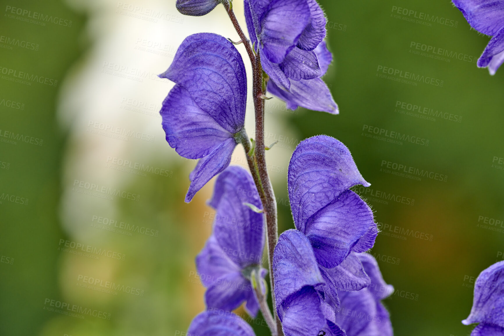 Buy stock photo A series of beautiful garden photos