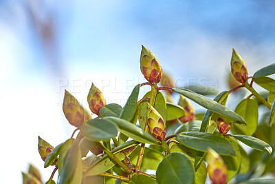 Buy stock photo Rhododendron flower bud on a lush green tree with a blue sky background in early spring. Botanical flowerheads growing outdoors in a bush on a summer afternoon. Lush foliage in a thriving ecosystem