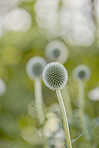 Globe Thistle flowers