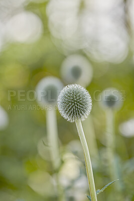 Buy stock photo Blue Globe Thistle Flowers, known as Echinops and stalwart perennial. Latin: Echinops exaltatus