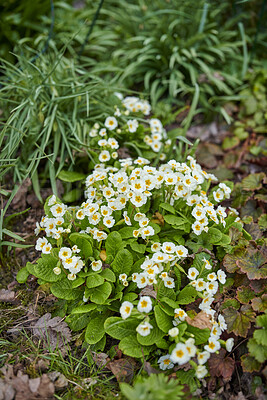 Buy stock photo Blossoming primrose flowers in a natural habitat on a sunny day. A bright flowering Primula acaulis plant blooming in a meadow with fallen brown leaves in a forest or nature park during autumn