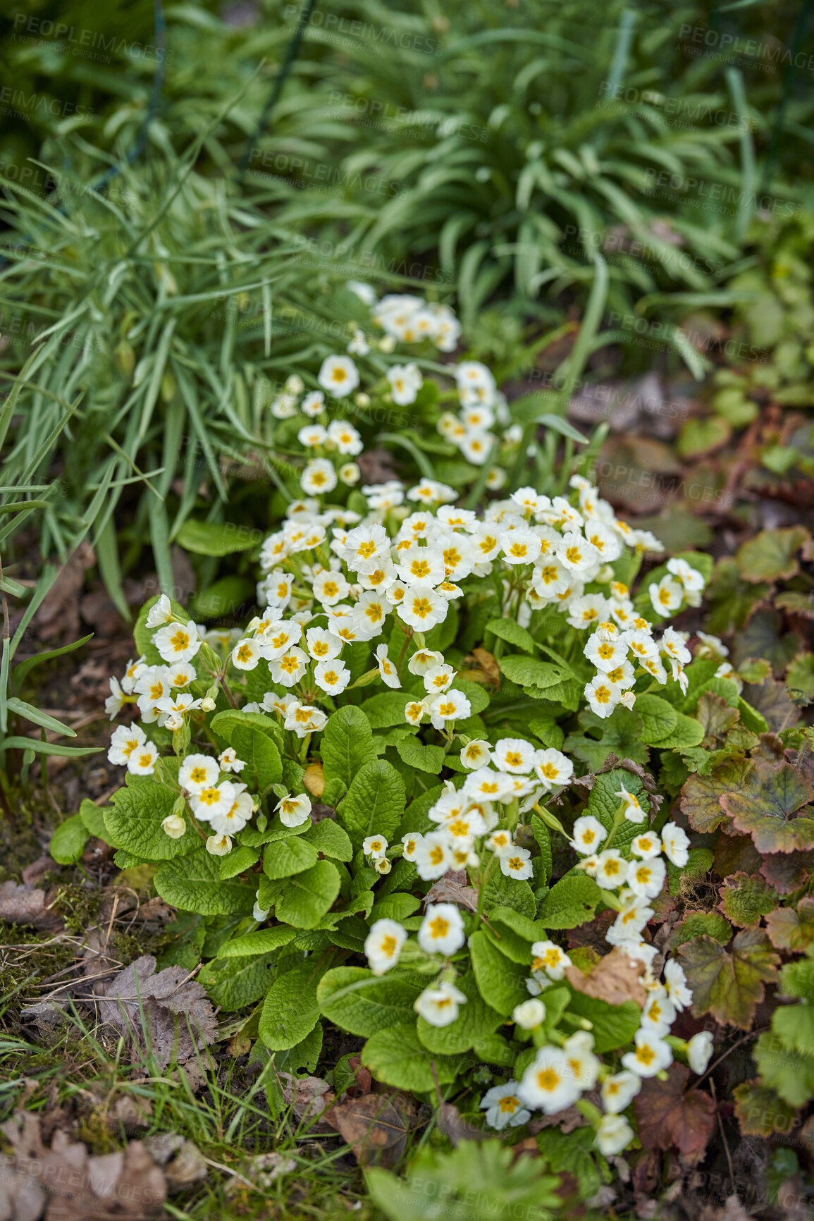 Buy stock photo Blossoming primrose flowers in a natural habitat on a sunny day. A bright flowering Primula acaulis plant blooming in a meadow with fallen brown leaves in a forest or nature park during autumn