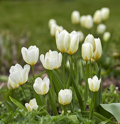 Buy stock photo Beautiful white tulips outside in spring with a fresh green natural background. Closeup of pretty flowers growing with grass, plants, and leaves. Outdoor park plant in nature on a gardening day.