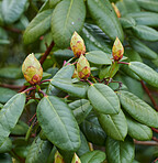 Rhododendron - garden flowers in May