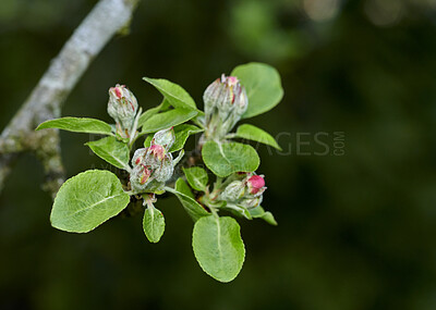 Buy stock photo Closeup of an apple flower growing on a tree in a backyard garden in summer. Fruit growing on branches of a tree in a natural environment in spring. Apples beginning to grow in an orchard in a yard