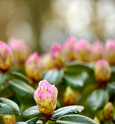 Buy stock photo Rhododendron is a genus of 1,024 species of woody plants in the heath family, either evergreen or deciduous, and found mainly in Asia, although it is also widespread throughout the Southern Highlands of the Appalachian Mountains of North America.