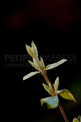 Buy stock photo Zoom in on organic flowers growing, maturing and budding in season. Details of green arrowwood plant. Closeup of a leatherleaf viburnum in studio isolated against a black background with copy space. 