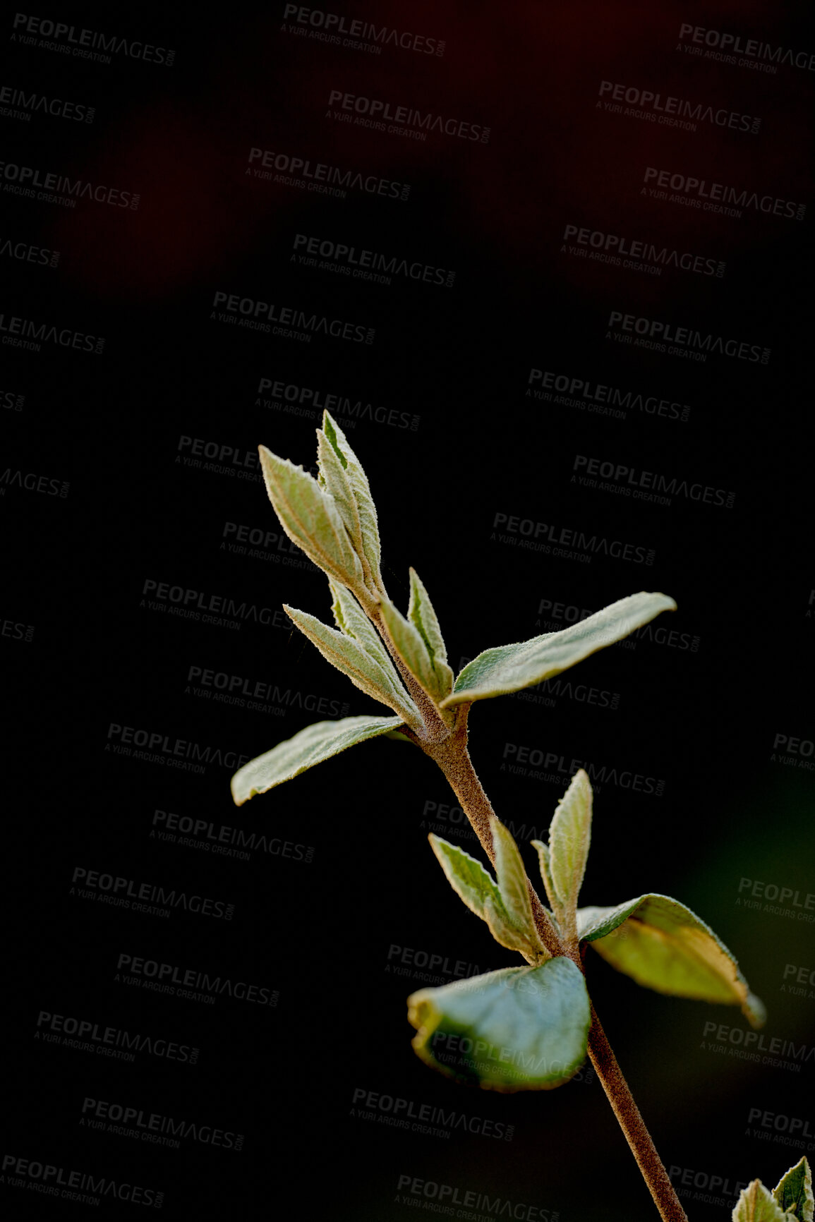 Buy stock photo Zoom in on organic flowers growing, maturing and budding in season. Details of green arrowwood plant. Closeup of a leatherleaf viburnum in studio isolated against a black background with copy space. 