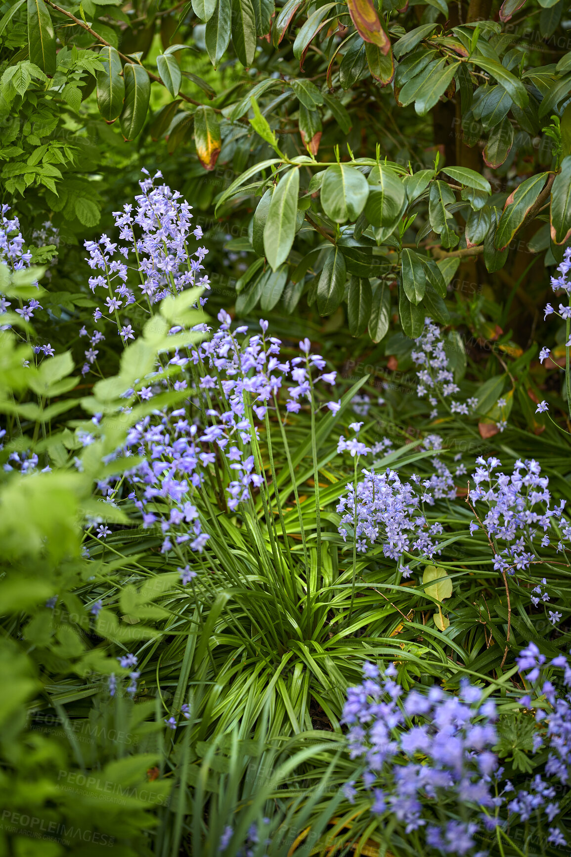 Buy stock photo Colorful purple flowers growing in a garden. Closeup of beautiful spanish bluebell or hyacinthoides hispanica foliage with vibrant petals blooming and blossoming in nature on a sunny day in spring