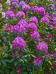 Rhododendron in my garden