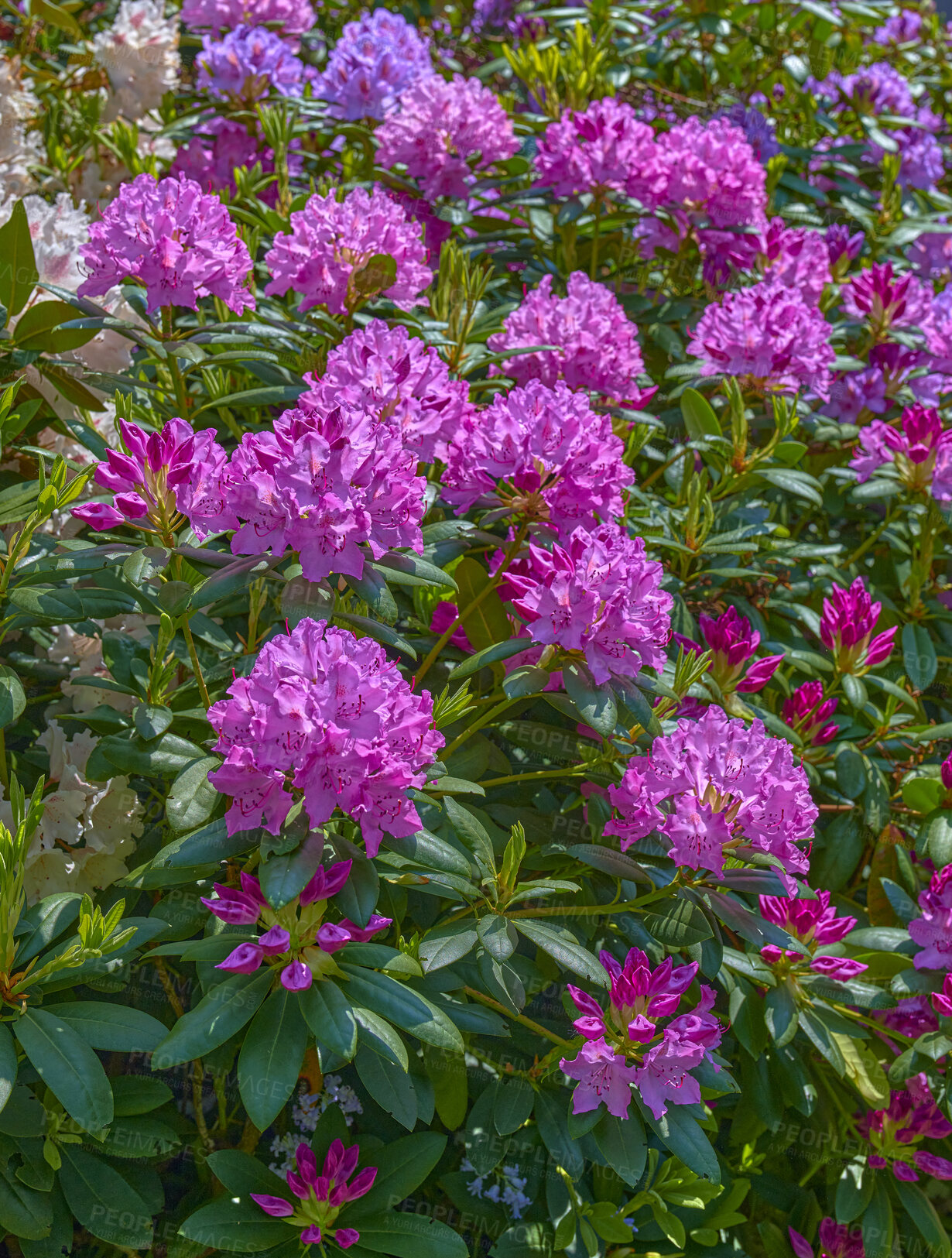 Buy stock photo A series of photos of rhododendron in garden