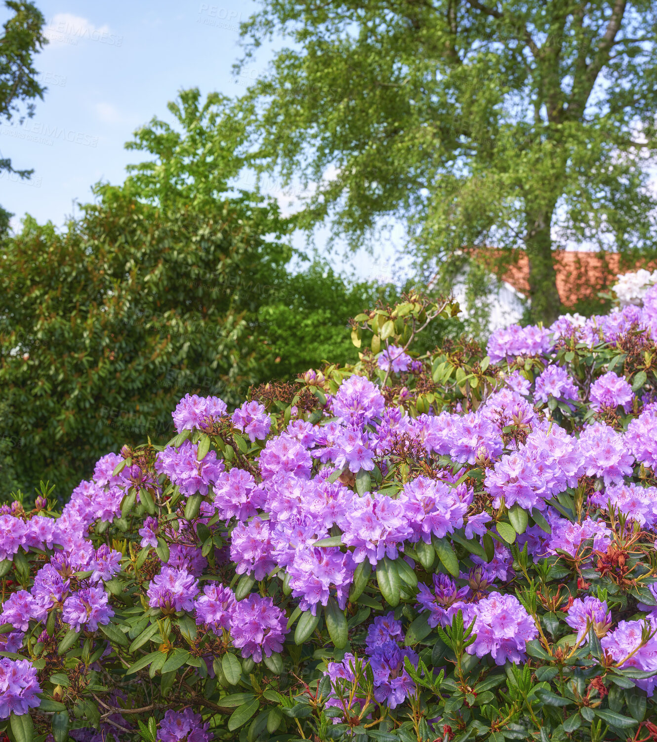 Buy stock photo A series of photos of rhododendron in garden