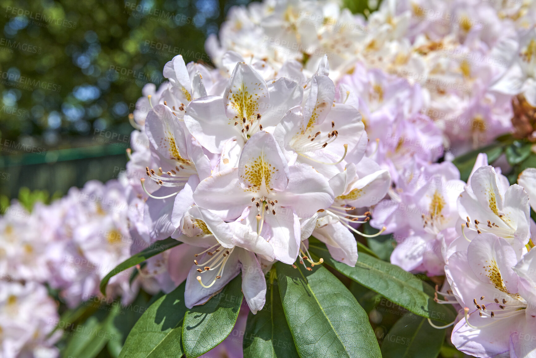 Buy stock photo Rhododendron is a genus of 1,024 species of woody plants in the heath family, either evergreen or deciduous, and found mainly in Asia, although it is also widespread throughout the Southern Highlands of the Appalachian Mountains of North America.