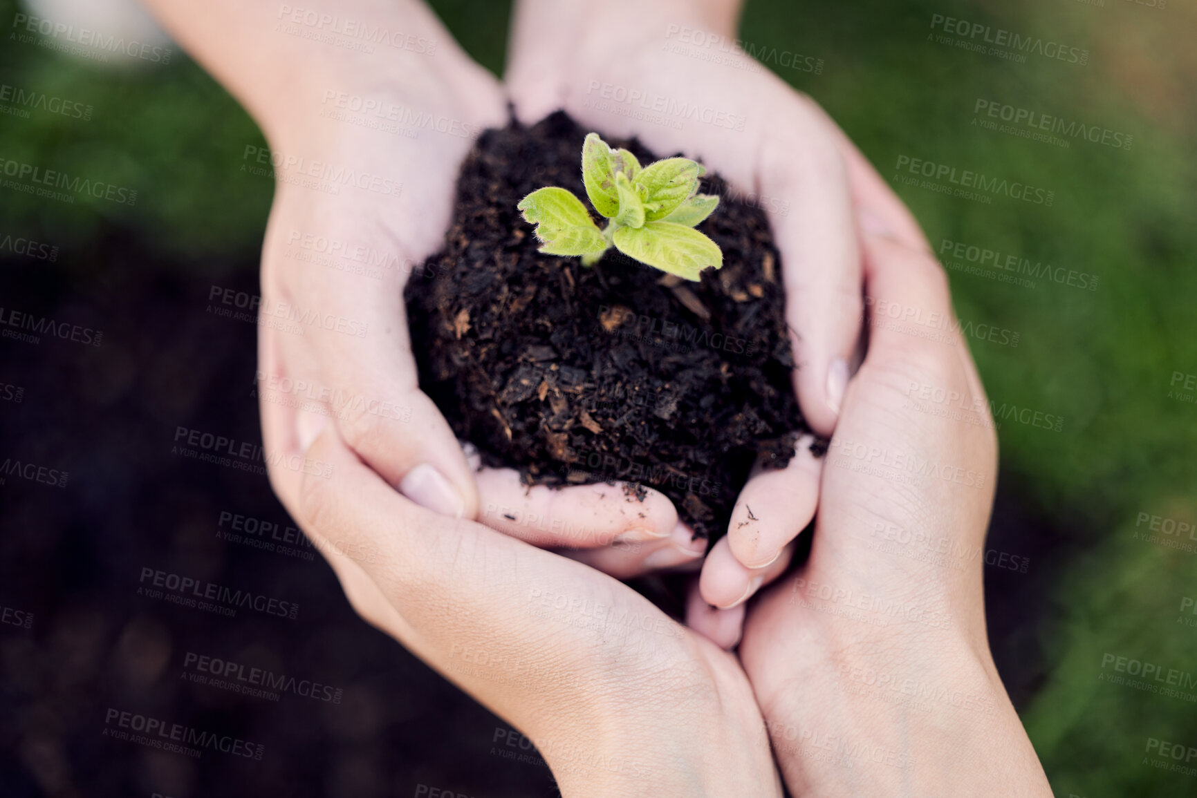 Buy stock photo Hands, growth and plant in soil for earth, environment or closeup on gardening care or working in agriculture, farming or nature. Farmer, hand and worker growing green, leaf and life in spring