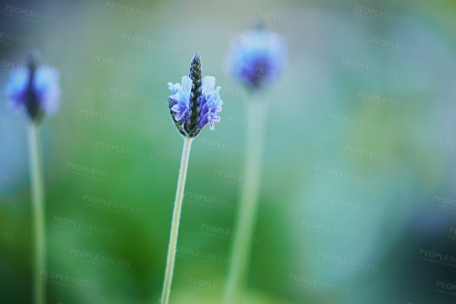 Buy stock photo Lavender, purple and blooming in spring for growth, elegance and positive mental health. Flowers, vibrant and glowing for calm, relax and mindfulness in garden for good energy, zen and stability