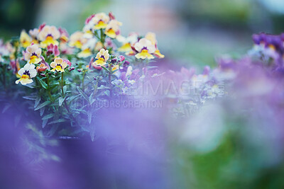 Buy stock photo Shot of wild violets in bloom in a nursery