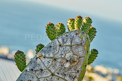 Buy stock photo Closeup of prickly pear cactus flowers getting ready to blossom and bloom in Mexico desert. Succulent fig optunia growing. Farmed and cultivated for nutrition, antioxidants, vitamins and minerals