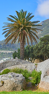 Buy stock photo Palm tree against a beautiful view of the mountain and a clear blue sky outside in nature. Landscape of rocks and greenery growing outdoors in a natural and thriving environment in summer or spring