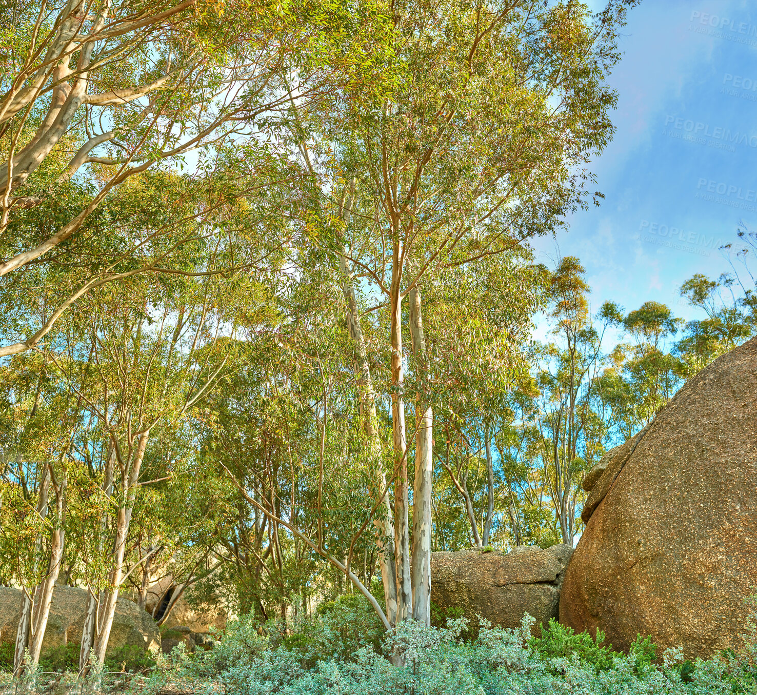 Buy stock photo Landscape view of plants, boulders, and trees in a nature forest against a blue sky in summer. Beautiful, peaceful, and quiet view of greenery and vegetation in a woods or natural environment