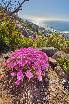 Buy stock photo Trailing ice plant with pink flowerheads growing outside on a mountain in their natural habitat. View of lampranthus spectabilis, a species of dewplants against a rocky nature and ocean background