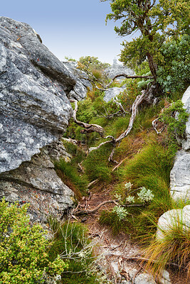 Buy stock photo Closeup view of mountain terrain in nature. Rocky boulder slopes with tree roots and bushy plants in the outdoors. Background of sky around greenery and in a natural enclosed environment.