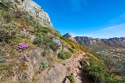 Buy stock photo Beautiful scenic view of mountains and a hiking or walking trail surrounded by fig flower plants and trees on a sunny Spring day. Landscape covered in rocks natural flora and fauna with a blue sky.